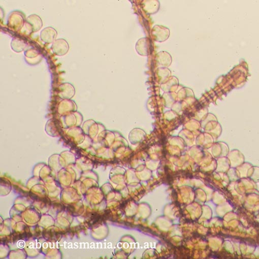 Arcyria affinis, Tasmania, Myxomycetes, fungi