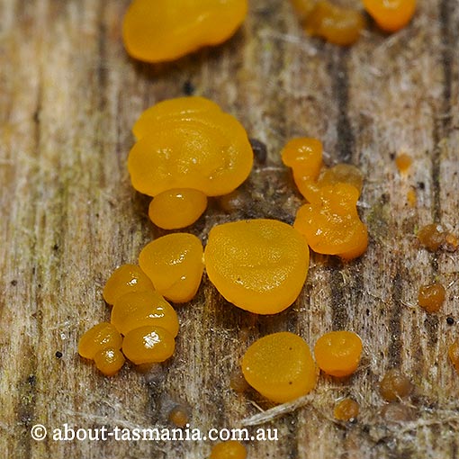 Dacrymyces cf. stillatus, Tasmania, fungi
