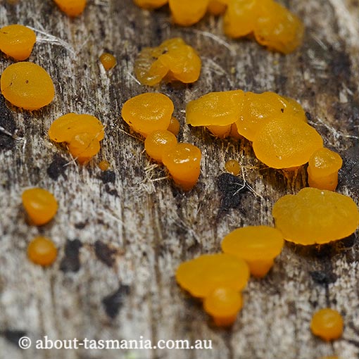 Dacrymyces cf. stillatus, Tasmania, fungi