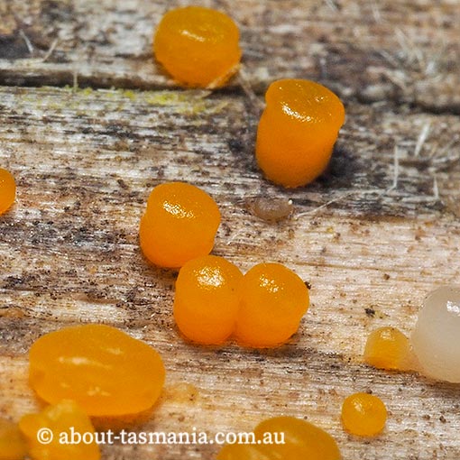 Dacrymyces cf. stillatus, Tasmania, fungi