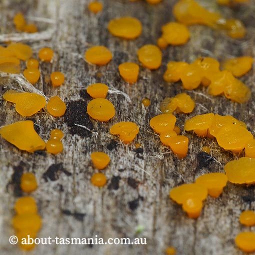 Dacrymyces cf. stillatus, Tasmania, fungi