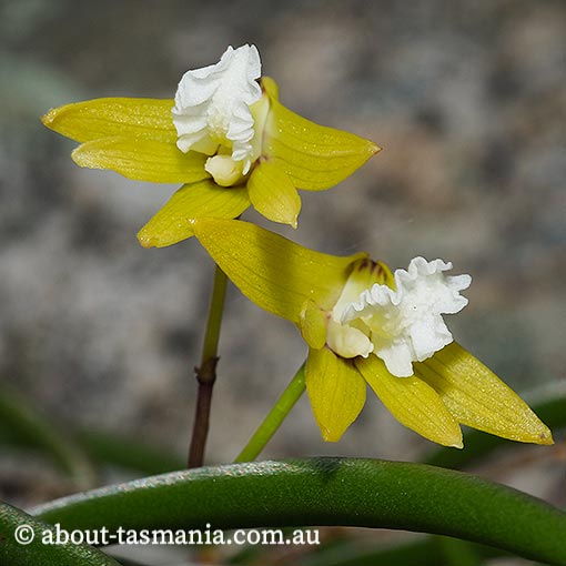 Dockrillia striolata, yellow rock-orchid, Tasmania, flora