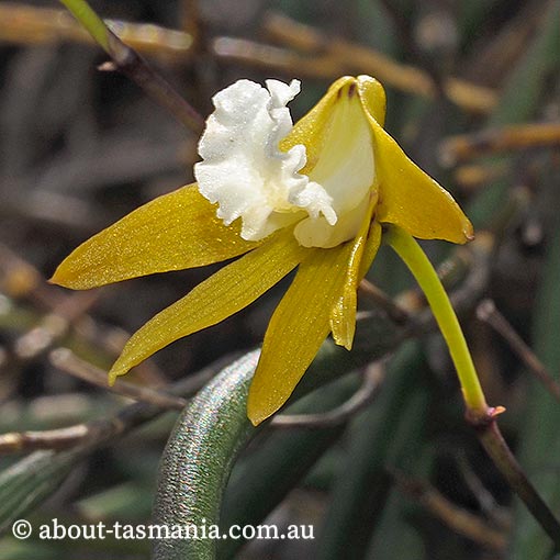 Dockrillia striolata, yellow rock-orchid, Tasmania, flora