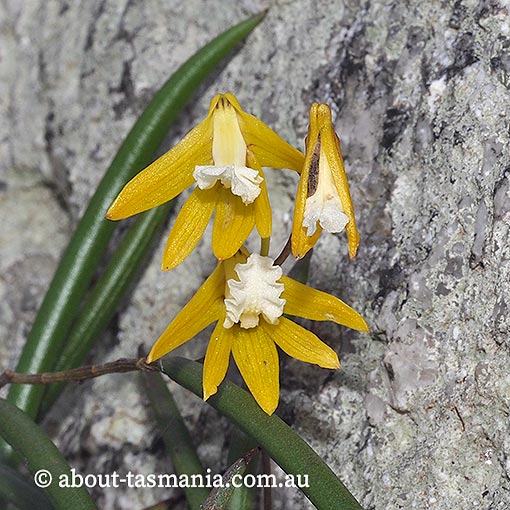 Dockrillia striolata, yellow rock-orchid, Tasmania, flora
