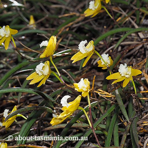 Dockrillia striolata, yellow rock-orchid, Tasmania, flora