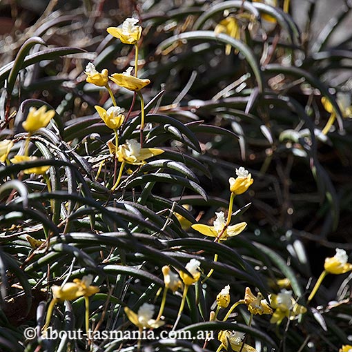 Dockrillia striolata, yellow rock-orchid, Tasmania, flora