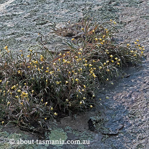 Dockrillia striolata, yellow rock-orchid, Tasmania, flora