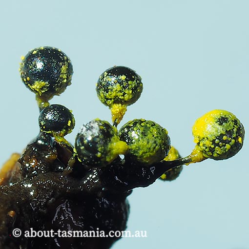 Elaeomyxa reticulospora, Tasmania, Myxomycetes, fungi