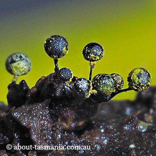 Elaeomyxa reticulospora, Tasmania, Myxomycetes, fungi