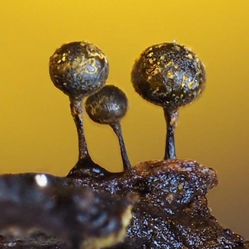 Elaeomyxa reticulospora, Tasmania, Myxomycetes, fungi