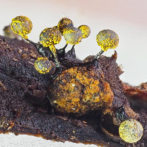 Elaeomyxa reticulospora, Tasmania, Myxomycetes, fungi