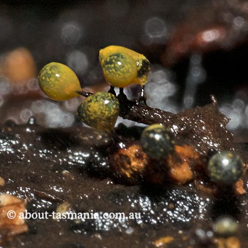 Elaeomyxa reticulospora, Tasmania, Myxomycetes, fungi