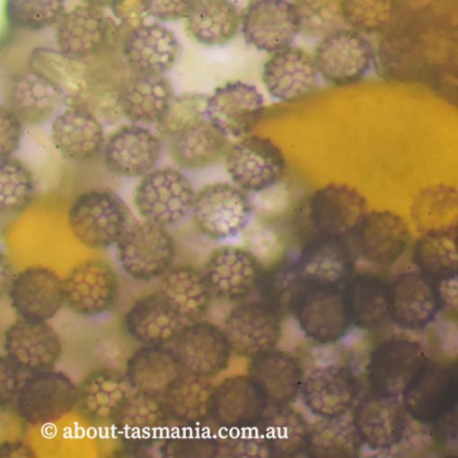 Elaeomyxa reticulospora, Tasmania, Myxomycetes, fungi