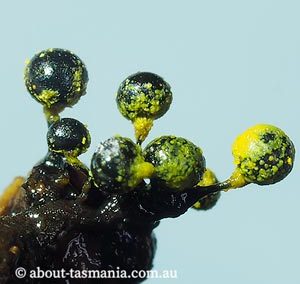 Elaeomyxa reticulospora
