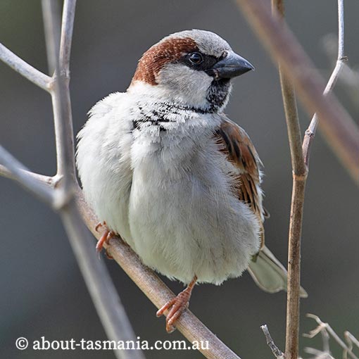 House Sparrow | About Tasmania