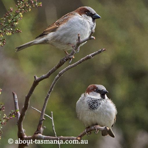 House Sparrow | About Tasmania