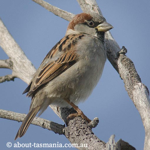 House Sparrow, Passer domesticus, Tasmania