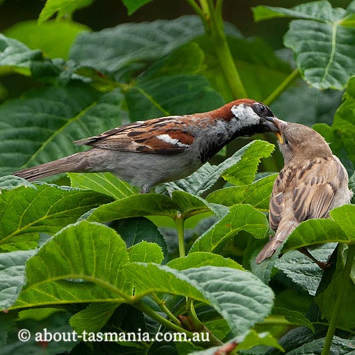 House Sparrow, Passer domesticus, Tasmania