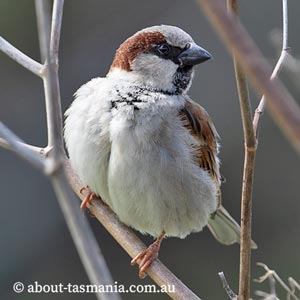 House Sparrow
