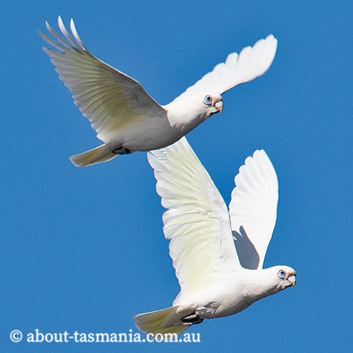Little Corella, Cacatua sanguinea, Tasmania