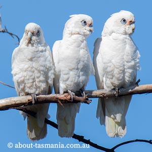 Little Corella