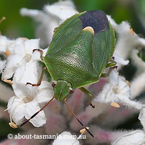 Ocirrhoe lutescens, stink bug, Pentatomidae, Tasmania