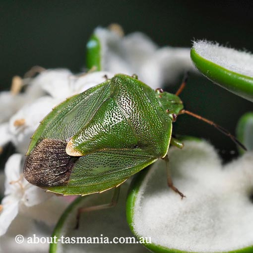 Ocirrhoe lutescens, stink bug, Pentatomidae, Tasmania
