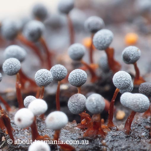 Physarum pusillum, Tasmania, Myxomycetes, fungi