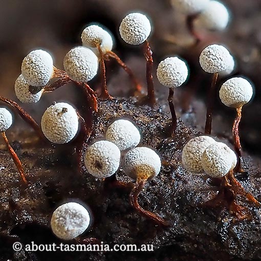 Physarum pusillum, Tasmania, Myxomycetes, fungi