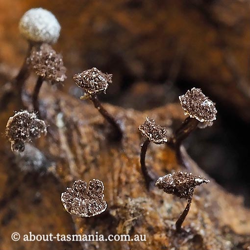 Physarum pusillum, Tasmania, Myxomycetes, fungi