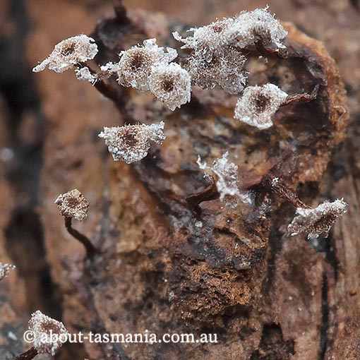 Physarum pusillum, Tasmania, Myxomycetes, fungi