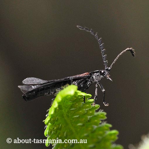 Porrostoma sp., Lycidae, Tasmania
