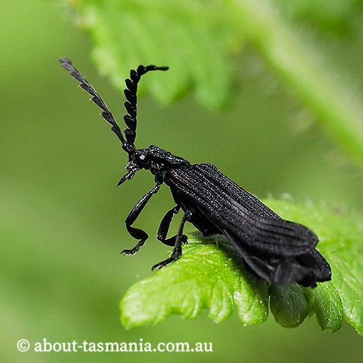 Porrostoma sp., Lycidae, Tasmania