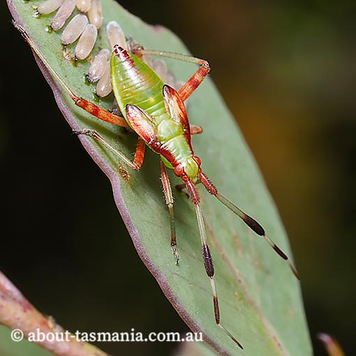 Pseudopantilius sp., Mirid bug nymph, Tasmania