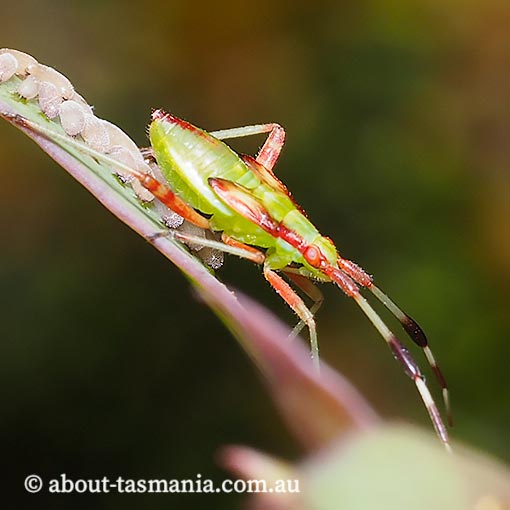 Pseudopantilius sp., Mirid bug nymph, Tasmania