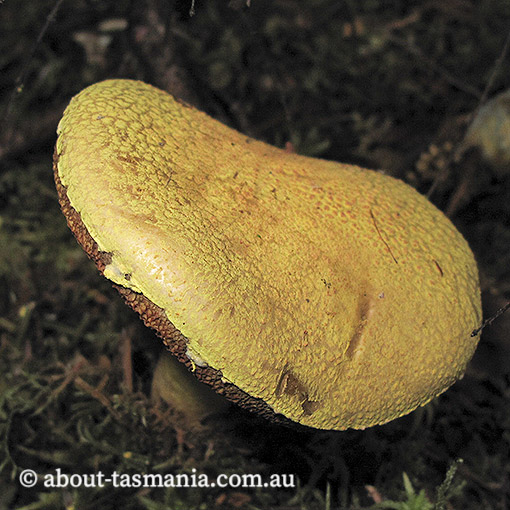 Pulveroboletus ravenelii, Tasmania, fungi