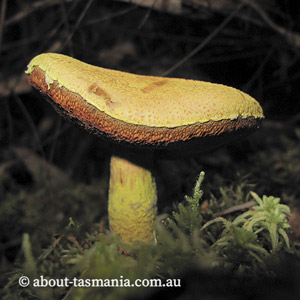 Pulveroboletus ravenelii