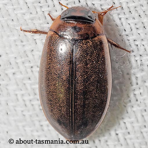 Rhantus suturalis, Diving Beetle, Dytiscidae, Tasmania