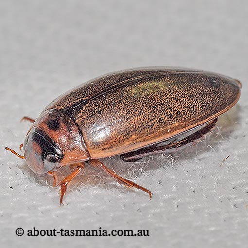 Rhantus suturalis, Diving Beetle, Dytiscidae, Tasmania