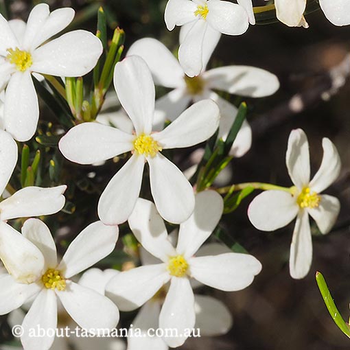 Ricinocarpos pinifolius, wedding bush, Tasmania
