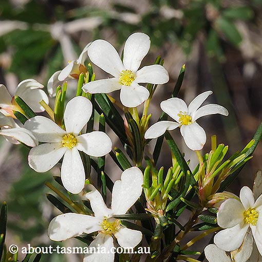 Ricinocarpos pinifolius, wedding bush, Tasmania
