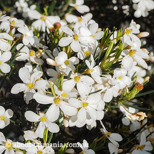 Ricinocarpos pinifolius, wedding bush, Tasmania