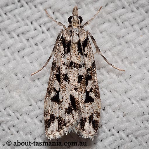 Scoparia axiolecta, Crambidae, moth, Tasmania