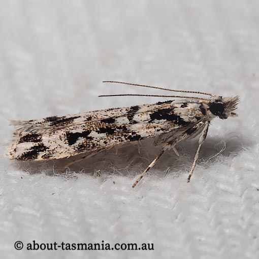 Scoparia axiolecta, Crambidae, moth, Tasmania