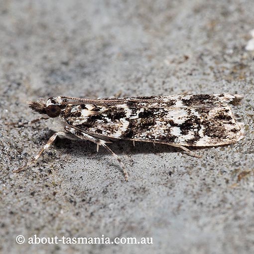 Scoparia exhibitalis, Crambidae, Tasmania, moth