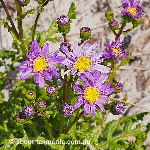 Senecio elegans, purple groundsel, Tasmania, flora