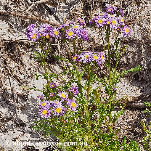 Senecio elegans, purple groundsel, Tasmania, flora