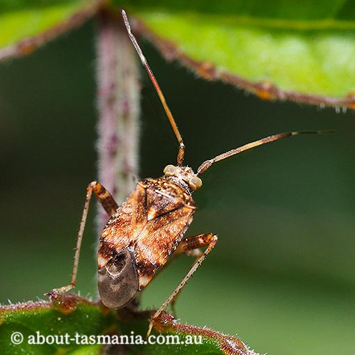 Sidnia kinbergi | About Tasmania