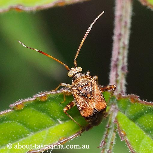 Sidnia kinbergi, Australian crop mirid bug, Tasmania