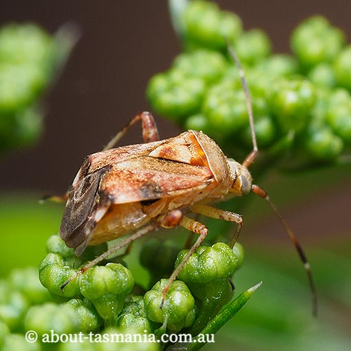Sidnia kinbergi, Australian crop mirid bug, Tasmania